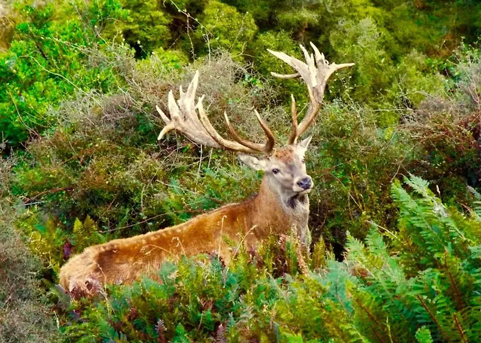 Дом отдыха Casa Dos Desenhos *